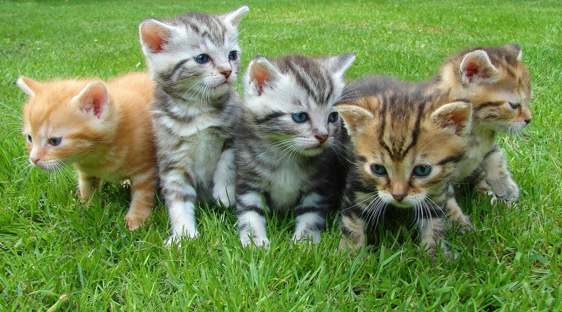 Dog & Cat Vets in Alaska