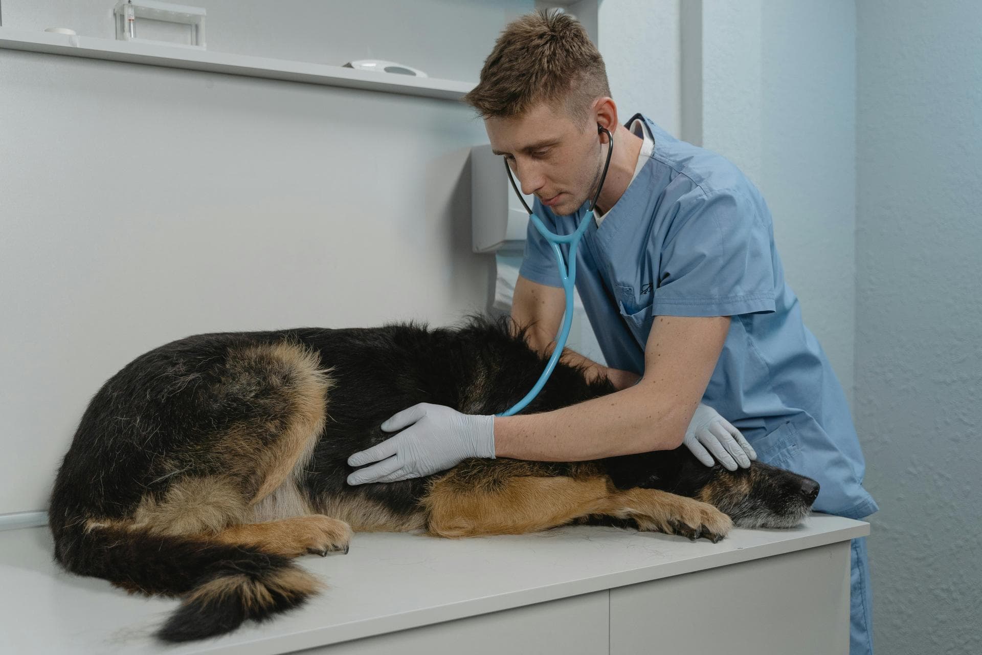 Best Vets in Juneau