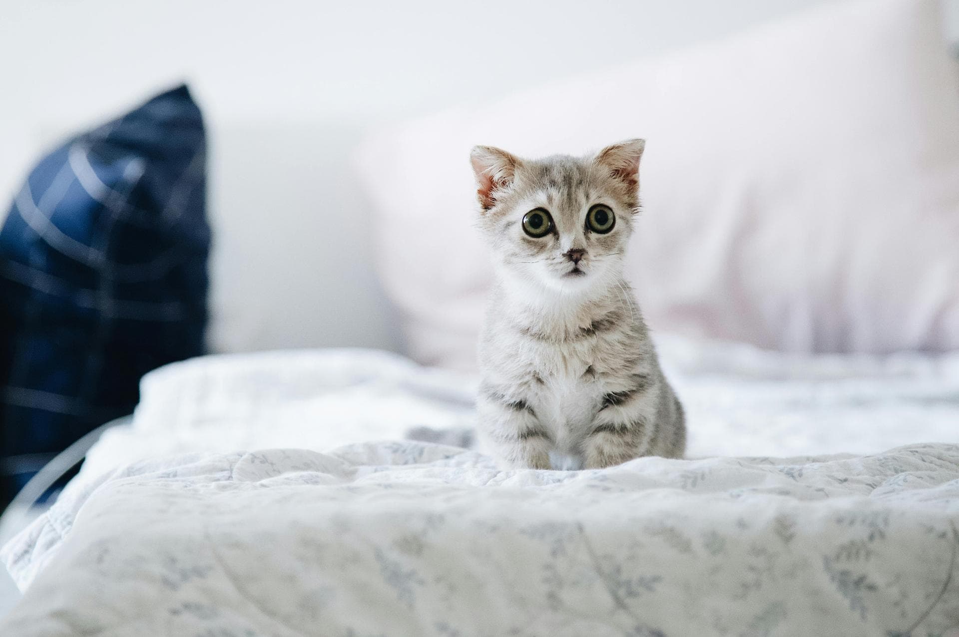 Dog & Cat Vets in Kodiak